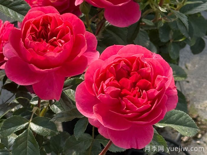 安利9款月季花，被花友吹爆(图2)