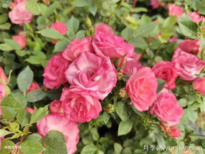 植物科普：微型月季(图1)