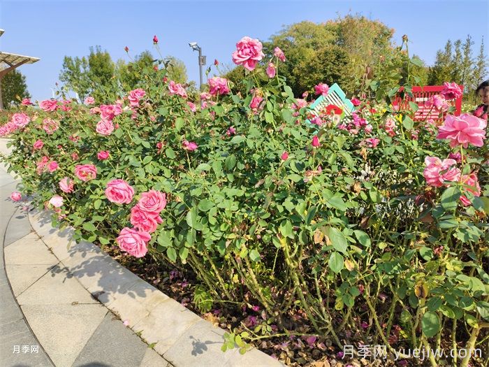 夏季园林花木生存指南，10项措施应对高温(图1)