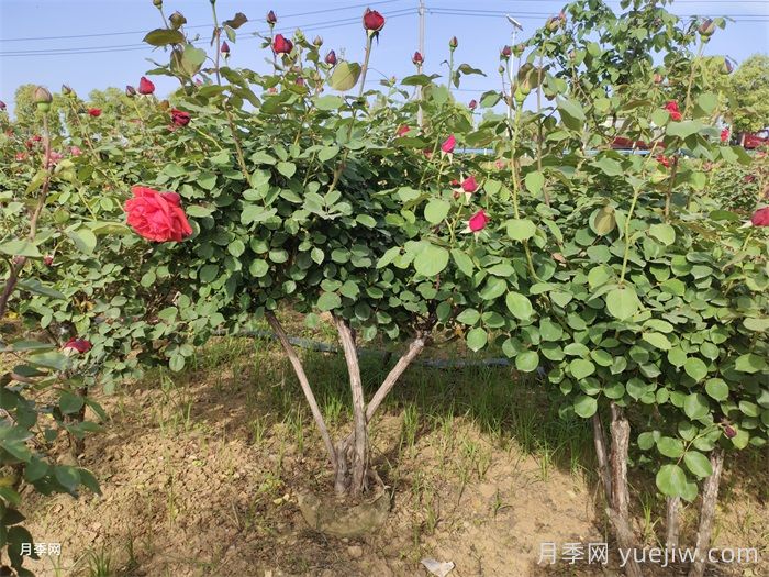 月季黑斑病防治全攻略(图1)