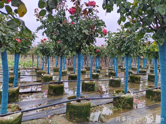 暴雨过后，哪些园林植物易受害？(图1)