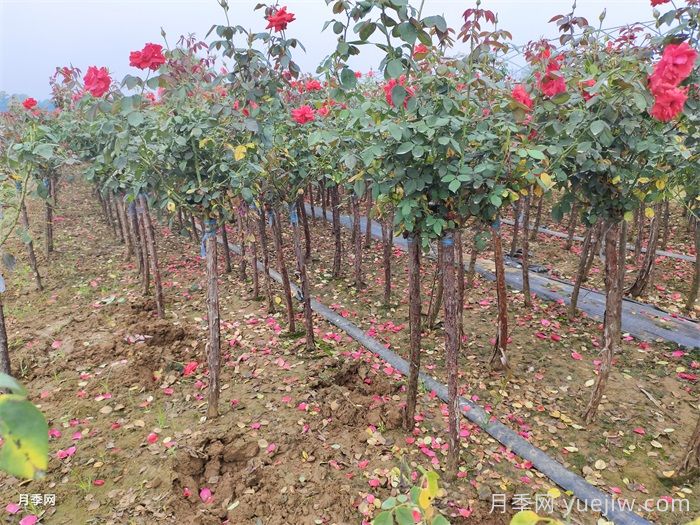 夏天月季养护要点，轻松应对高温花期不减(图2)