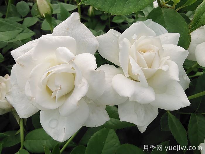 殿堂月季品种，18款被全世界深爱的月季(图4)