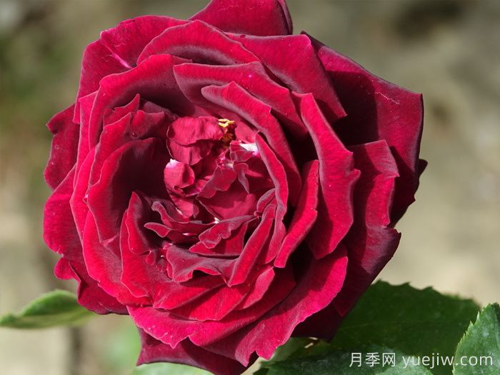 殿堂月季品种，18款被全世界深爱的月季(图6)