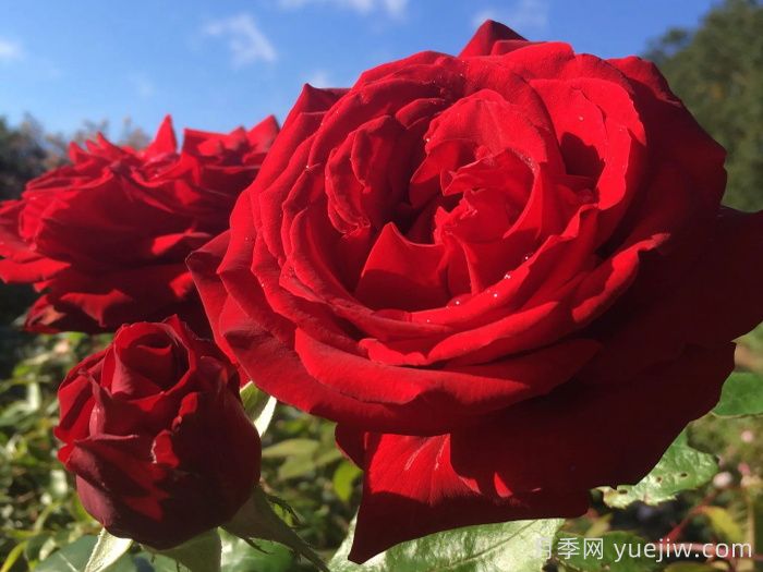 殿堂月季品种，18款被全世界深爱的月季(图10)