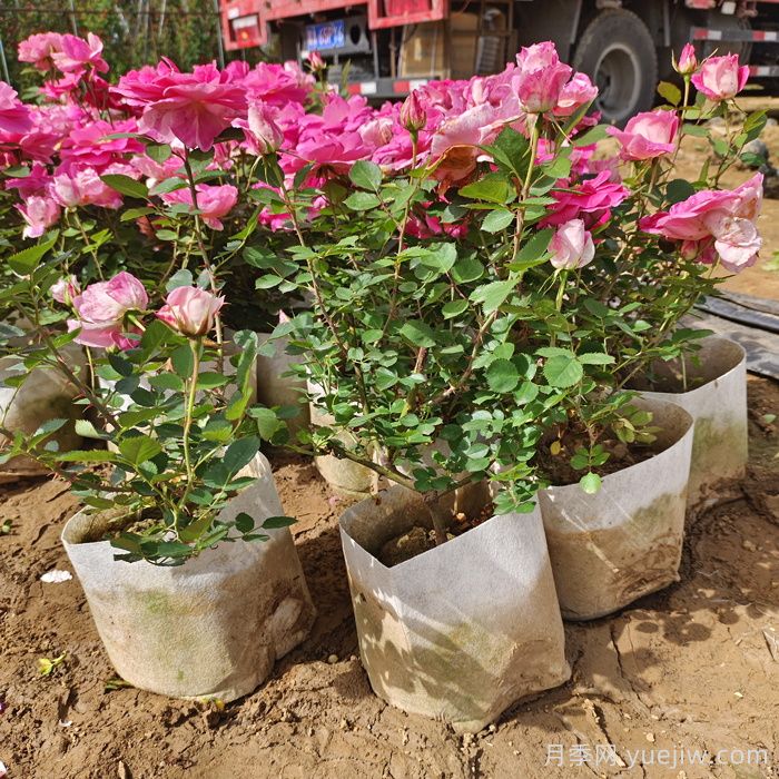 收到网购月季小苗应该如何处理？(图1)