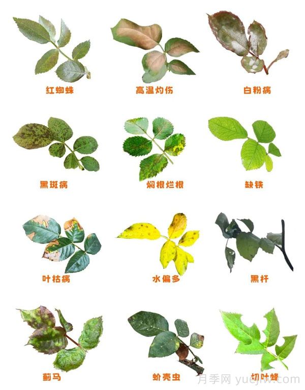 夏末秋初月季黑杆黄叶问题判断解答(图1)