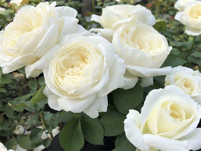 分享12款优秀切花月季品种(图3)