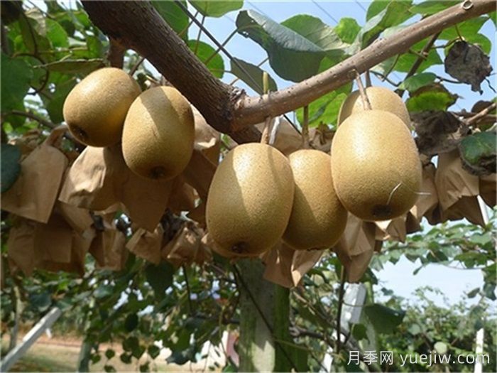 西峡猕猴桃的十大功效，对人体有哪些好处(图1)