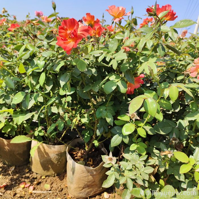 秋季能不能给花月季花换盆？(图1)