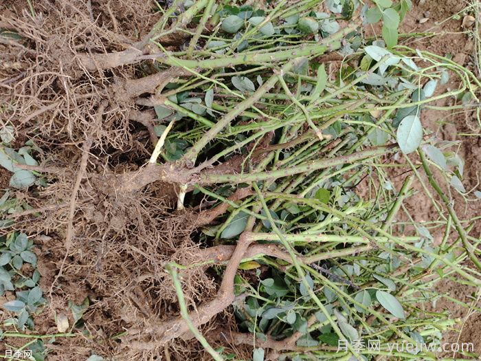 裸根月季苗的栽种方法(图1)