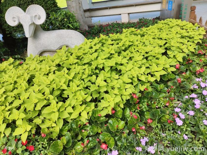 园林绿化苗木该怎么挑？经验分享(图1)