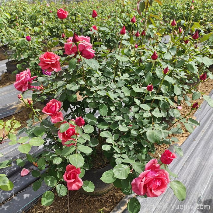 园林绿化中正确选择合适绿化苗木 (图2)