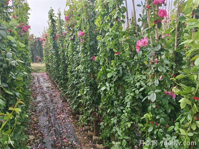 月季及其栽培技术(图3)
