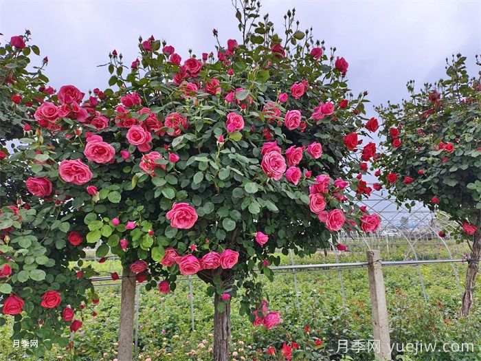 陇南树状月季花开，美了小城醉了路人(图1)