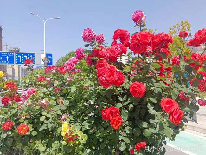 陇南树状月季花开，美了小城醉了路人(图3)