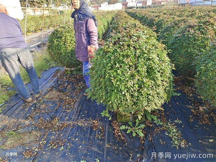庭院种植常见的观赏花木品种推荐(图2)