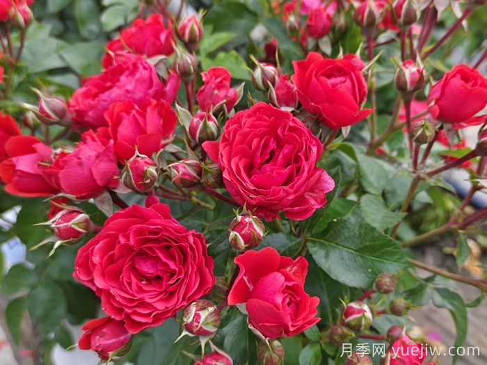 庭院种植常见的观赏花木品种推荐(图3)