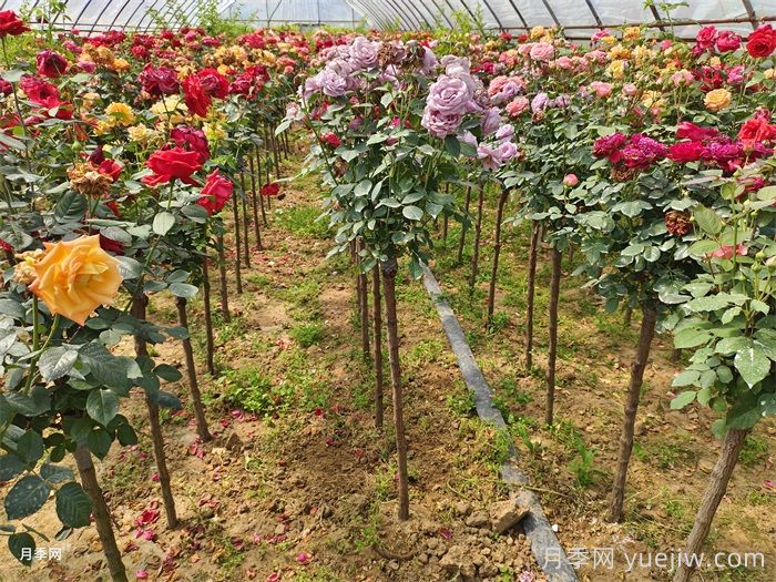 南阳卧龙：藏在月季花里的卧龙经济产业(图2)