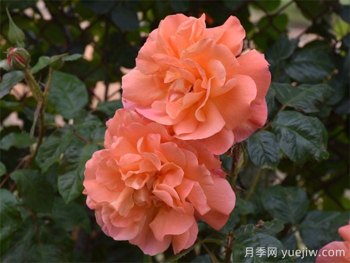 鞍山适合养月季花吗？市花和市树是什么？(图1)