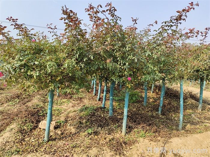 月季施肥过多症状有哪些？如何正确施肥(图1)