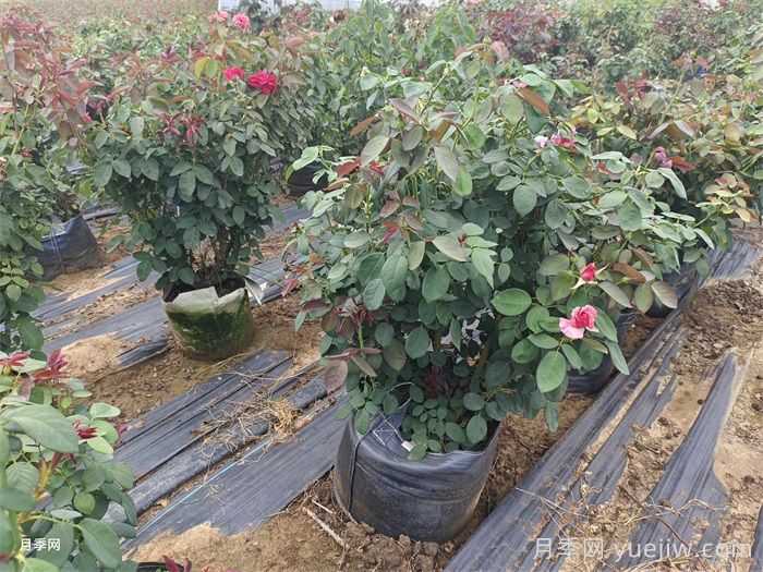 月季光杆了？简单做法轻松拯救回来(图1)