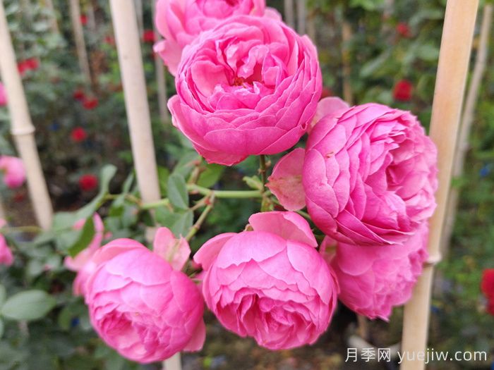 藤本月季哪个品种好？推荐8种，漂亮好养开花不停(图2)