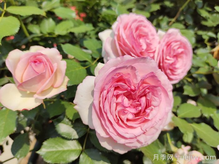 藤本月季哪个品种好？推荐8种，漂亮好养开花不停(图4)