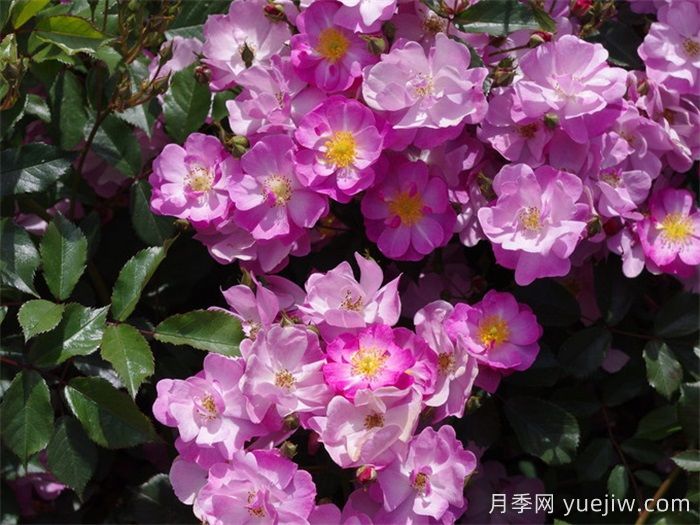 藤本月季哪个品种好？推荐8种，漂亮好养开花不停(图7)