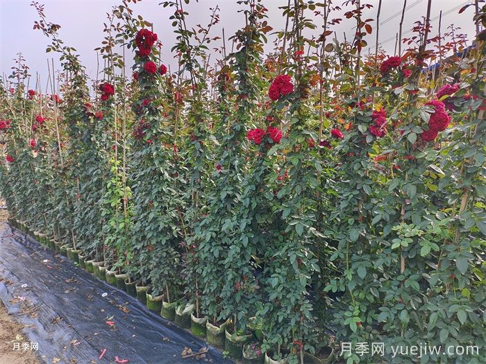 佛罗伦蒂娜月季优缺点，你会选择吗？(图2)