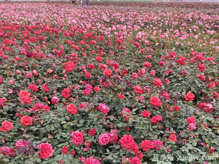 月季花的移栽时间与养护措施(图1)