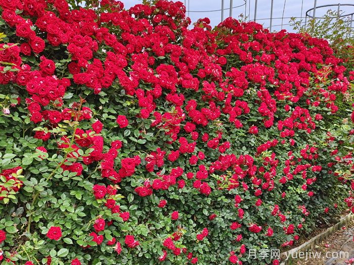 推荐10种疯长藤本月季，快速养出花墙(图9)