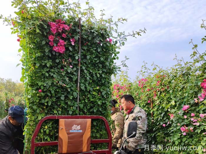 如何快速打造藤本月季花墙?(图3)