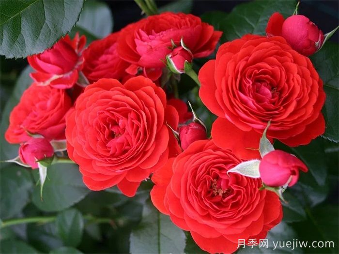 玫瑰和月季怎么区分？最简单的方法是什么？(图3)