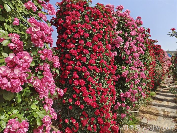 多季开花的藤本月季品种有哪些？(图2)