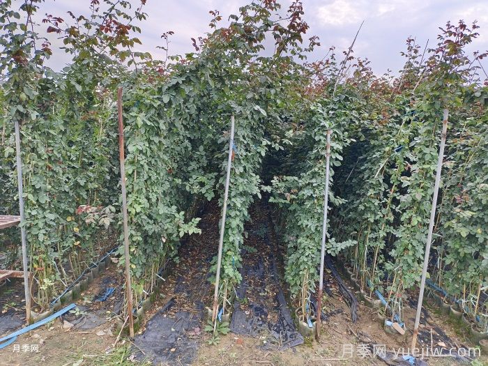 藤本月季怎么修剪和牵引？(图2)