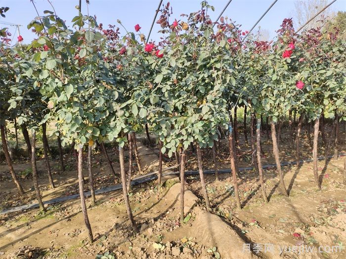 秋季园林苗木栽植的要点，一核心二原则三不准(图1)