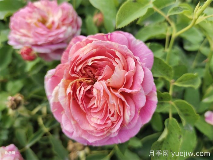 十大最经典月季花，开花最勤(图1)