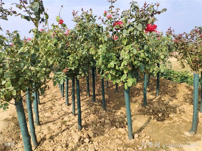 月季花叶子发黄怎么办？(图1)