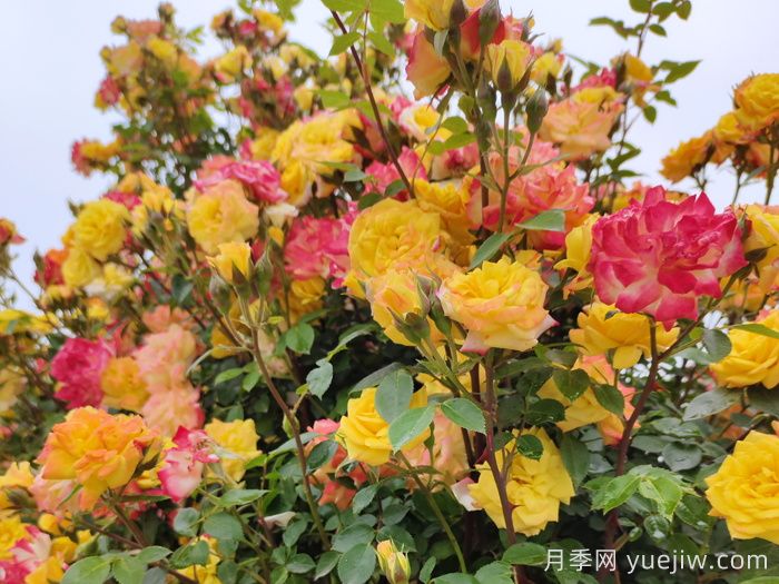 李子柒的小院种了什么月季？低维护好藤本(图5)