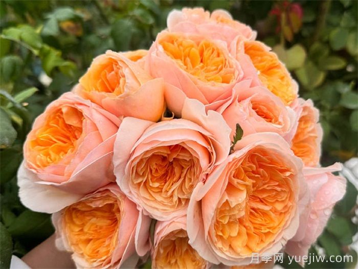 月季清单入手不会错，三大类别十多个品种(图6)