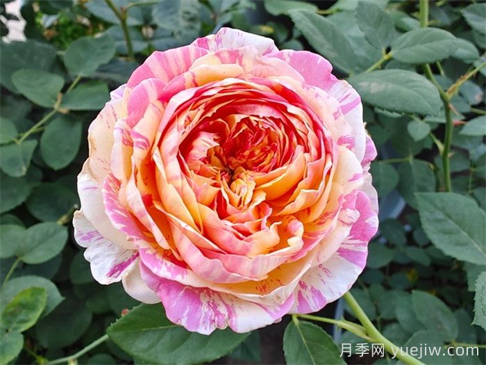 月季入门品种推荐：经典条纹款莫奈和大花耐热的真宙(图1)