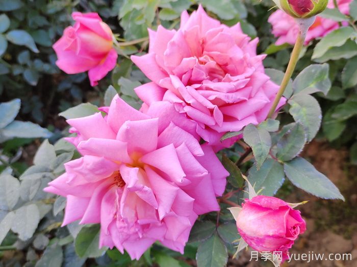 泉州适合种月季花吗？(图1)