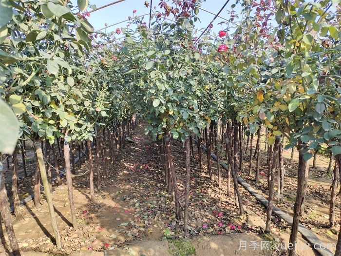 月季的休眠期，需要如何管理养护？(图1)