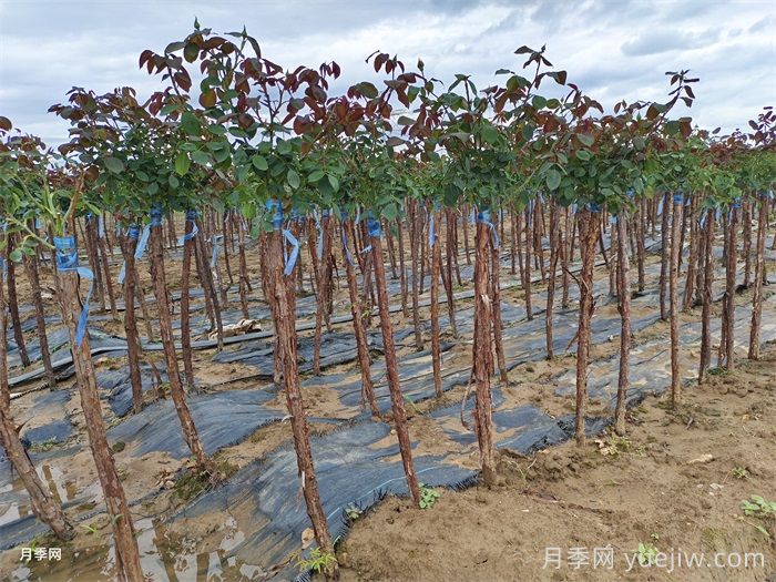 树桩月季培养，首先要选对土壤(图1)