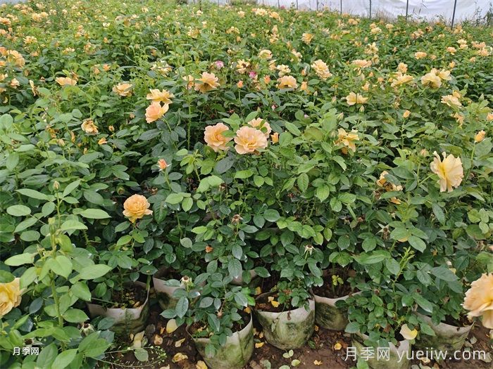 秋季适合移栽盆栽月季吗？(图1)