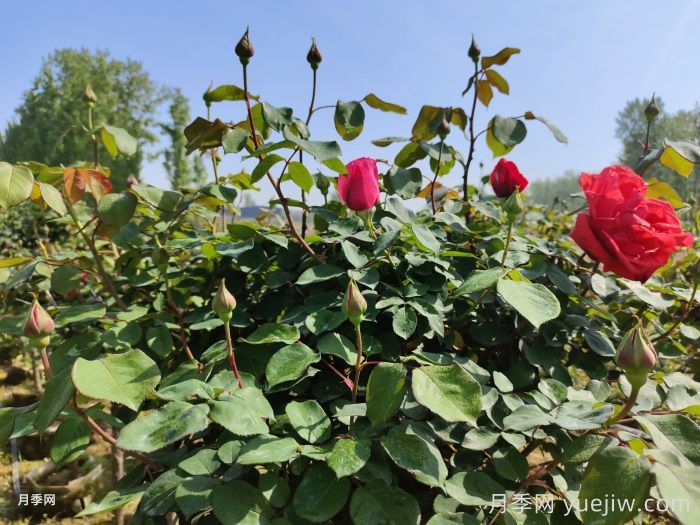 月季新手这样种月季，存活率高达九成(图1)