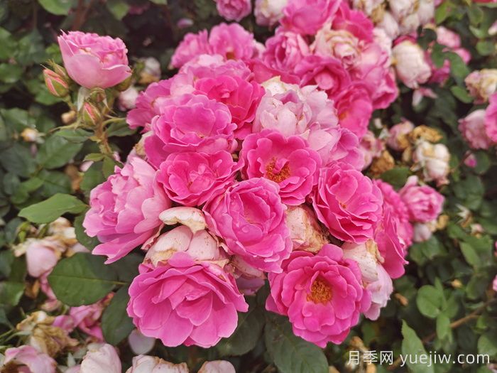 美文：月季皇后 丰姿卓绝(图1)