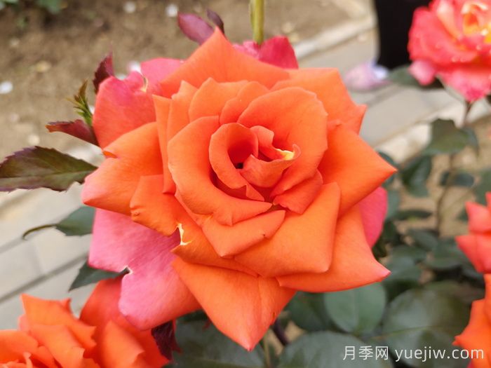 月季，每一花都是独一无二的魅力(图1)