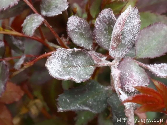 月季白粉病怎样防治？(图1)